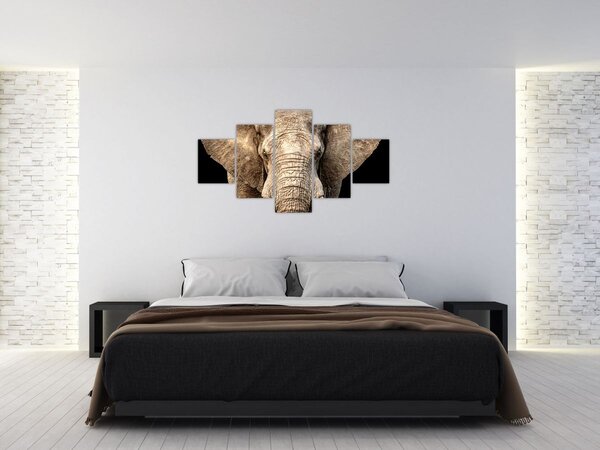 Obraz - Slon africký (125x70 cm)