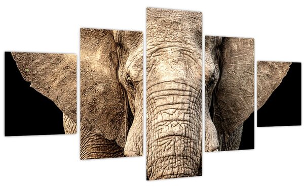 Obraz - Slon africký (125x70 cm)