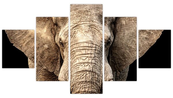 Obraz - Slon africký (125x70 cm)