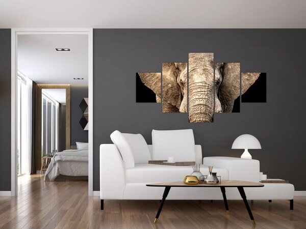 Obraz - Slon africký (125x70 cm)