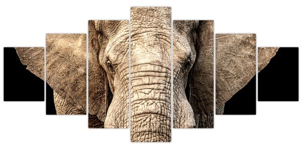 Obraz - Slon africký (210x100 cm)