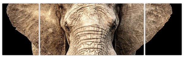 Obraz - Slon africký (170x50 cm)