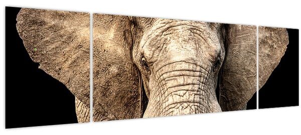 Obraz - Slon africký (170x50 cm)