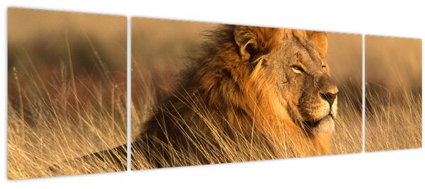 Obraz - Národní park Etosha (170x50 cm)