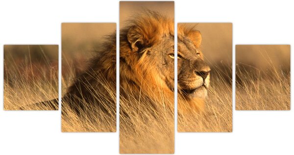 Obraz - Národní park Etosha (125x70 cm)