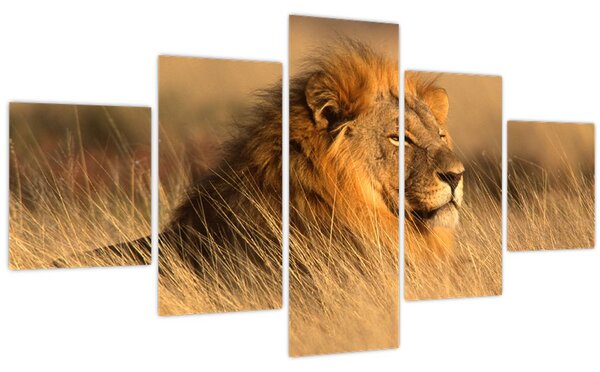 Obraz - Národní park Etosha (125x70 cm)