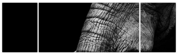 Obraz - Sloní kly (170x50 cm)