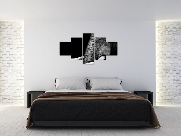 Obraz - Sloní kly (125x70 cm)