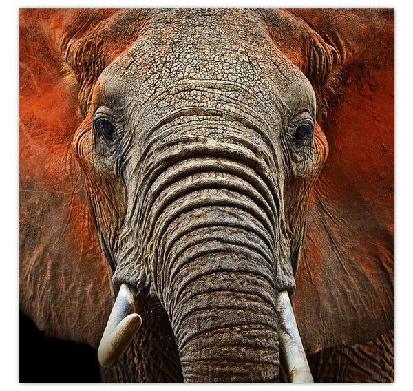 Obraz - Sloni z Tsavo (30x30 cm)