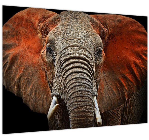 Obraz - Sloni z Tsavo (70x50 cm)