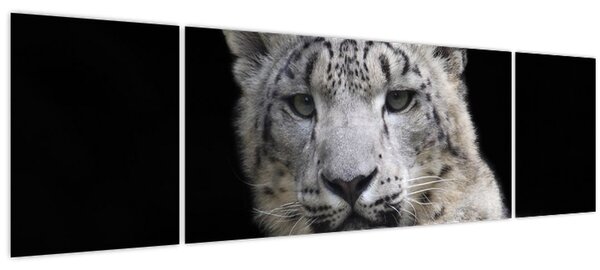 Obraz - Levhart sněžný (170x50 cm)