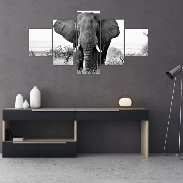 Obraz - Slon africký II. (125x70 cm)