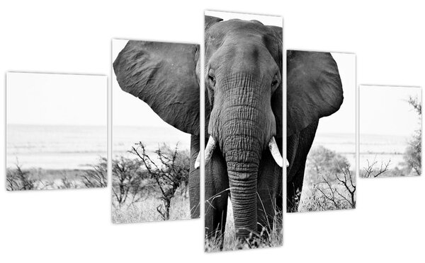 Obraz - Slon africký II. (125x70 cm)