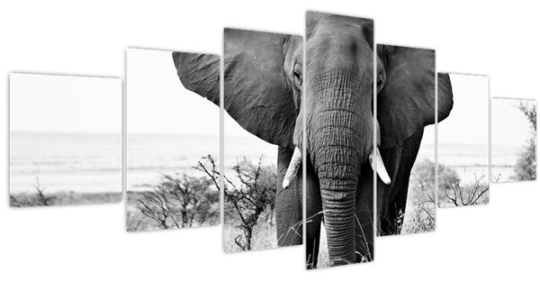 Obraz - Slon africký II. (210x100 cm)