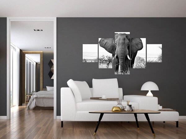 Obraz - Slon africký II. (125x70 cm)