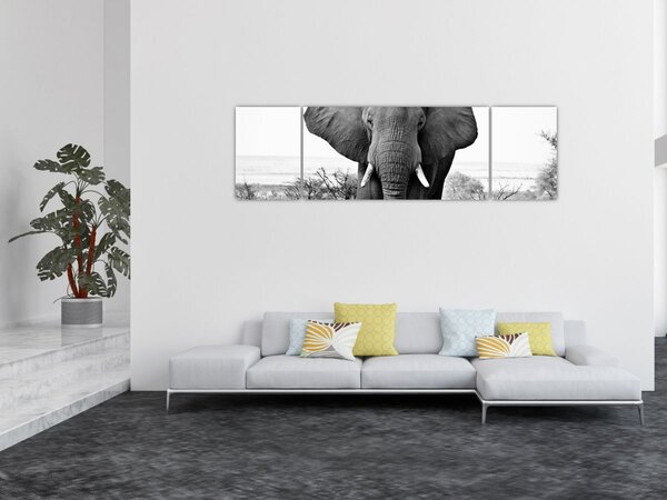 Obraz - Slon africký II. (170x50 cm)