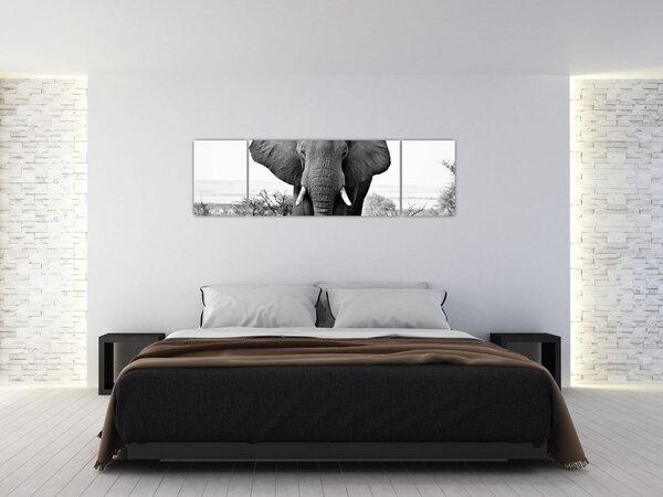Obraz - Slon africký II. (170x50 cm)