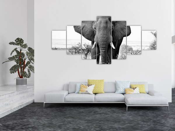 Obraz - Slon africký II. (210x100 cm)