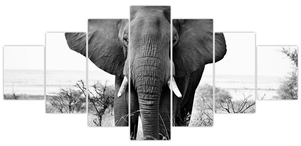 Obraz - Slon africký II. (210x100 cm)