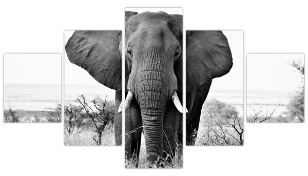 Obraz - Slon africký II. (125x70 cm)