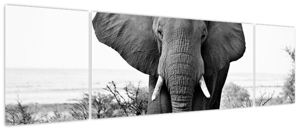 Obraz - Slon africký II. (170x50 cm)