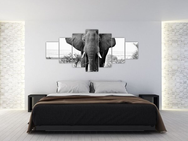Obraz - Slon africký II. (210x100 cm)