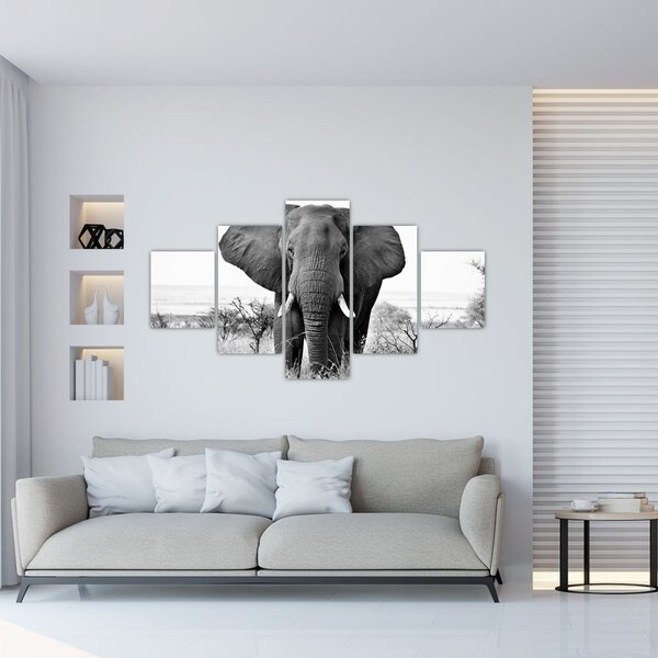 Obraz - Slon africký II. (125x70 cm)