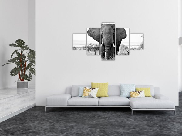 Obraz - Slon africký II. (125x70 cm)