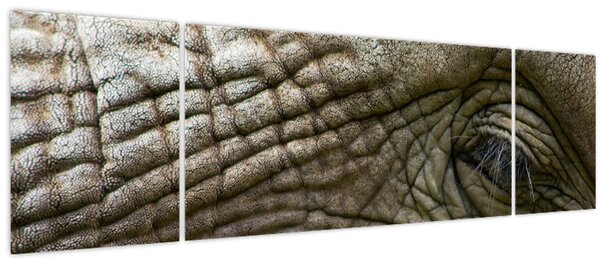 Obraz - Detailní fotografie starého sloního oka (170x50 cm)