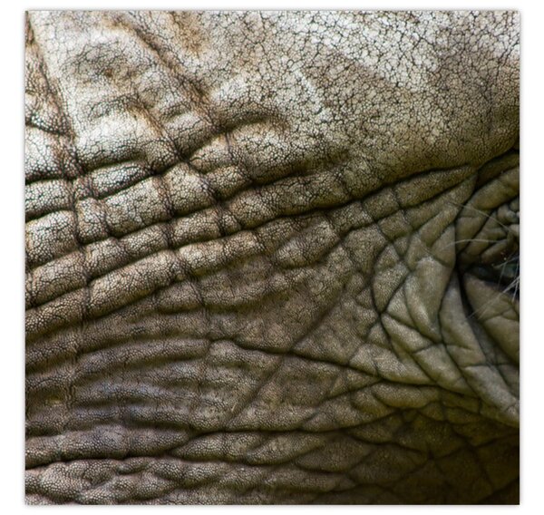 Obraz - Detailní fotografie starého sloního oka (30x30 cm)