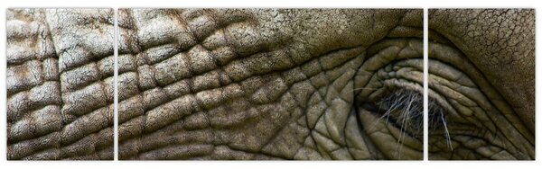 Obraz - Detailní fotografie starého sloního oka (170x50 cm)