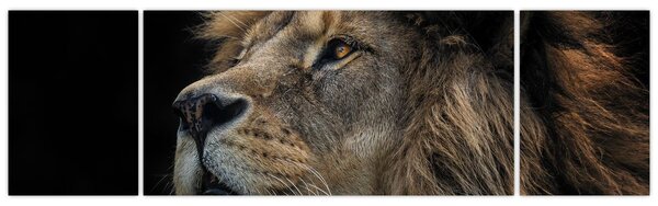 Obraz - Majestátní lev (170x50 cm)