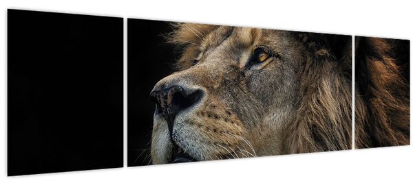 Obraz - Majestátní lev (170x50 cm)