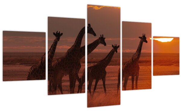 Obraz - Žirafy v africké savaně (125x70 cm)