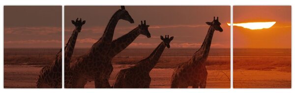 Obraz - Žirafy v africké savaně (170x50 cm)