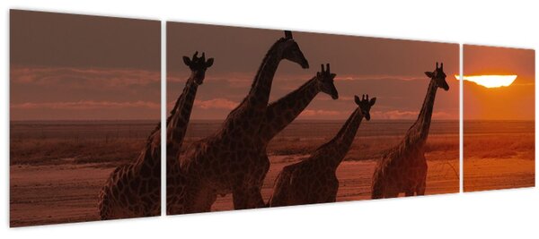 Obraz - Žirafy v africké savaně (170x50 cm)