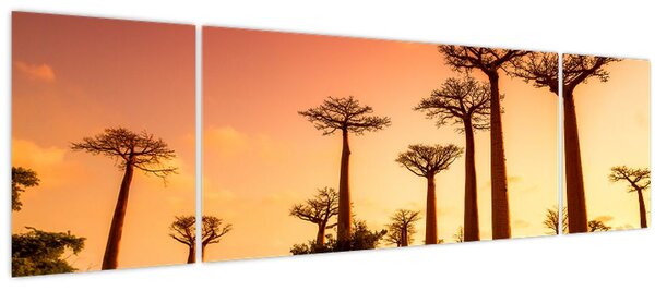 Obraz - Západ slunce v uličce Baobab (170x50 cm)