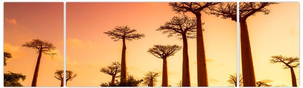 Obraz - Západ slunce v uličce Baobab (170x50 cm)