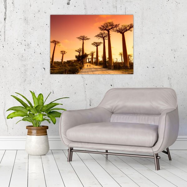 Obraz - Západ slunce v uličce Baobab (70x50 cm)