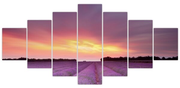 Obraz - Levandulové pole (210x100 cm)