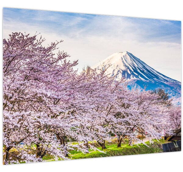 Obraz - Japonsko na jaře (70x50 cm)