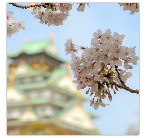Obraz - Sakura (30x30 cm)