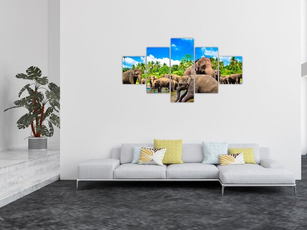 Obraz - Sloni, Sri Lanka (125x70 cm)