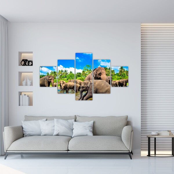 Obraz - Sloni, Sri Lanka (125x70 cm)