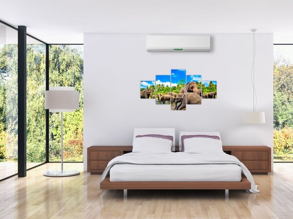 Obraz - Sloni, Sri Lanka (125x70 cm)