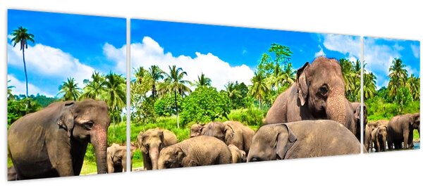 Obraz - Sloni, Sri Lanka (170x50 cm)