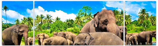 Obraz - Sloni, Sri Lanka (170x50 cm)