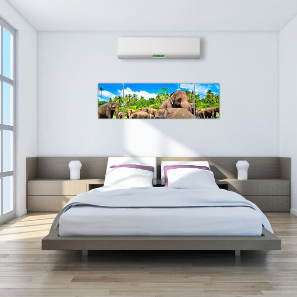 Obraz - Sloni, Sri Lanka (170x50 cm)