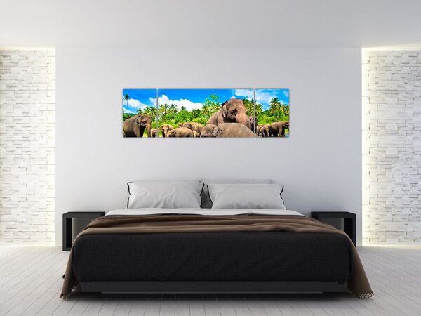 Obraz - Sloni, Sri Lanka (170x50 cm)
