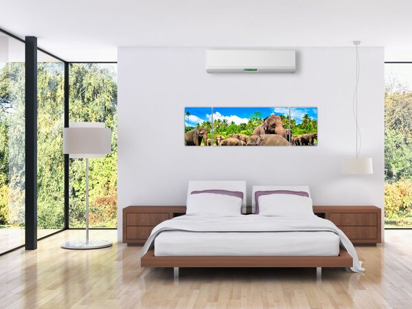 Obraz - Sloni, Sri Lanka (170x50 cm)